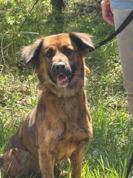 Shepherd Dogs Available for Adoption in Fincastle, Virginia - Sasha | PetCurious
