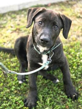 Maki -  German Shepherd Dog and Labrador Retriever Dog for Adoption in Chertsey, Quebec - Maki | PetCurious