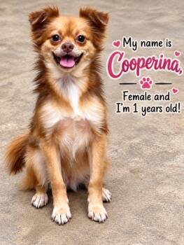 Cooperina -  Pomeranian and Chihuahua Dog for Adoption in Cedarburg, Wisconsin - Cooperina | PetCurious