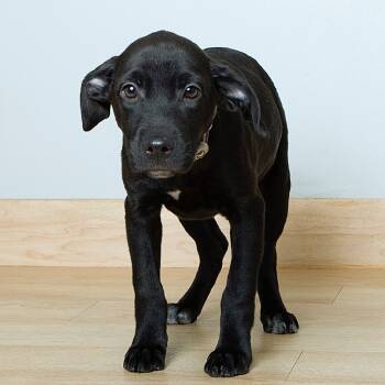 Rescue Black Labrador Retriever and Mixed Breed Dogs for Adoption in Minnetonka, Minnesota - Sootie Belle D67066 | PetCurious