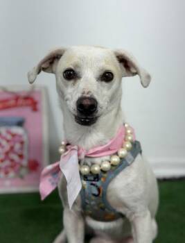 Olivia-One of our Amazing Rescue Dogs -  Chihuahua and Dachshund Dog for Adoption in Carlsbad, California - Olivia-One Of Our Amazing Rescue Dogs | PetCurious