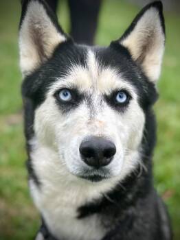Rescue Husky Dogs for Adoption in Franklin, Kentucky - Crystal | PetCurious