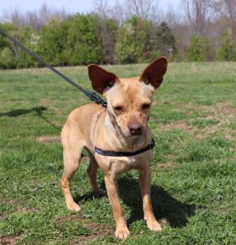 Chihuahua Dogs Available for Adoption - Bambi | PetCurious