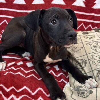 Mixed Breed Dogs Available for Adoption - Remi | PetCurious