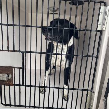 Rescue Mixed Breed Dogs for Adoption in Chattanooga, Tennessee - Jackson | PetCurious