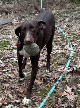 Weimaraner Dogs Available for Adoption - Nova Galaxy | PetCurious