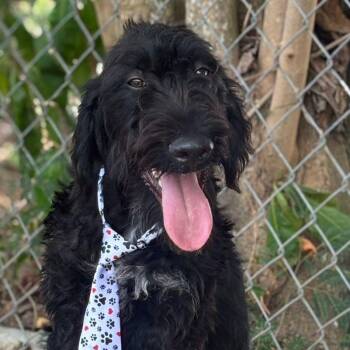 Bolero -  Labradoodle Dog for Adoption in Humacao, Humacao - Bolero | PetCurious