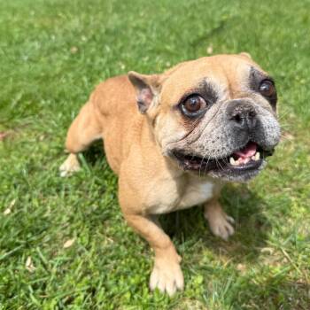 Ducky -  French Bulldog Dog Available for Adoption in Latrobe, Pennsylvania - Ducky | PetCurious