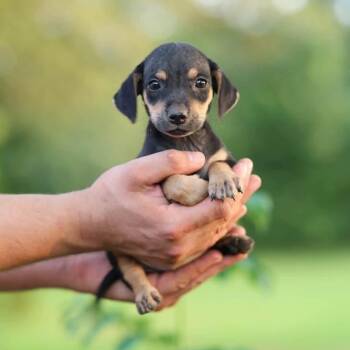 Journey -  Boykin Spaniel and Dachshund Dog for Adoption in Lucedale, Mississippi - Journey | PetCurious
