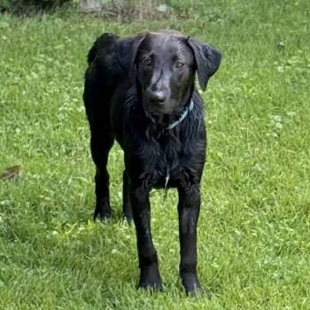 Lollie -  Black Labrador Retriever Dog for Adoption in Tunica, Mississippi - Lollie | PetCurious