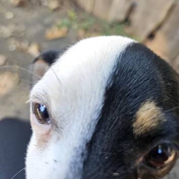 Wendy IV 26-090 -  Jack Russell Terrier and Mixed Breed Dog for Adoption in Little Rock, Arkansas - Wendy IV 26-090 | PetCurious