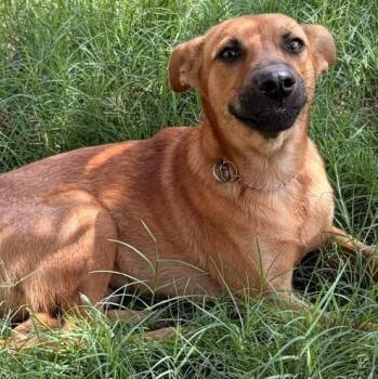 Cullen -  Shepherd Dog for Adoption in Houston, Texas - Cullen | PetCurious