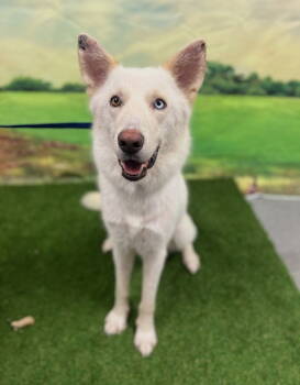 Rescue Siberian Husky and White German Shepherd Dogs for Adoption in Euless, Texas - Tennessee | PetCurious