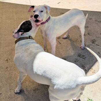 Fairy -  Dogo Argentino Dog for Adoption in Grand Rapids, Michigan - Fairy | PetCurious