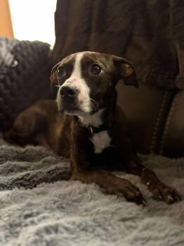 Rescue Chihuahua Dogs for Adoption in Saint Albans City, Vermont - Luna | PetCurious