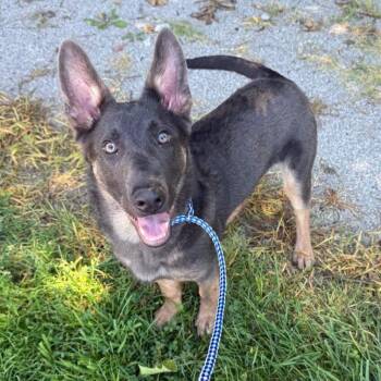 Axel -  Mixed Breed Dog for Adoption in Jeffersonville, Indiana - Axel | PetCurious
