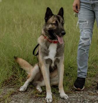 Whiskey -  German Shepherd Dog and Siberian Husky Dog for Adoption in Brunswick, Georgia - Whiskey | PetCurious