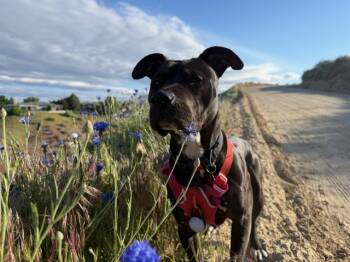 Pit Bull Terrier Dogs Available for Adoption in Eagle, Idaho - Aggie | PetCurious