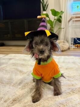 Rescue Havanese and Mixed Breed Dogs for Adoption in Los Angeles, California - Pauline | PetCurious