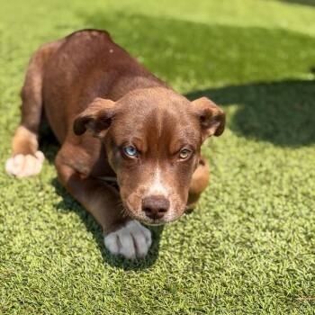Husky and Mixed Breed Dogs Available for Adoption in Gainesville, Georgia - Chase | PetCurious