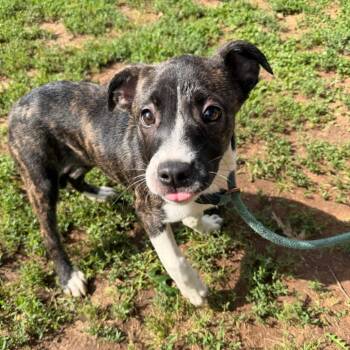 Greycy -  Shepherd and Pit Bull Terrier Dog Available for Adoption in Stillwater, Oklahoma - Greycy | PetCurious
