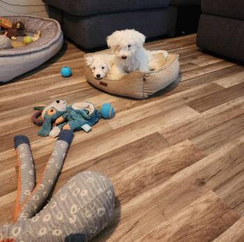 Ava -  Poodle Dog for Adoption in Phoenix, Arizona - Ava | PetCurious