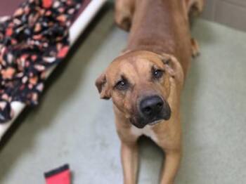 Ace -  Rhodesian Ridgeback and Mixed Breed Dog for Adoption in Woodbury, Minnesota - Ace | PetCurious