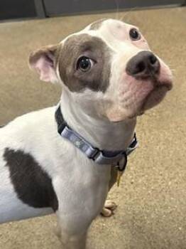 Penny -  Pit Bull Terrier Dog for Adoption in Cleveland, Ohio - Penny | PetCurious