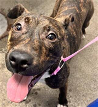 *AQUAMARINE -  Pit Bull Terrier Dog for Adoption in Woodland, California - *AQUAMARINE | PetCurious