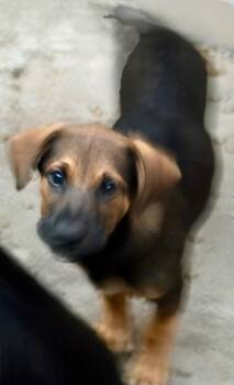 Nokhat -  Australian Cattle Dog Blue Heeler and Shepherd Dog for Adoption in Fort Lupton, Colorado - Nokhat | PetCurious