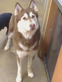 Siberian Husky Dogs Available for Adoption in Sacramento, California - SOLEIL | PetCurious