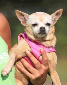 Blanche -  Chihuahua Dog for Adoption in North Fort Myers, Florida - Blanche | PetCurious