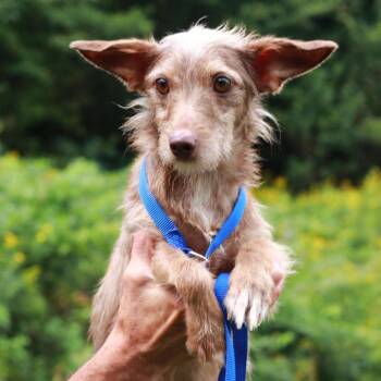 CT Gilbert -15lbs! -  Dachshund and Mixed Breed Dog for Adoption in Stormville, New York - CT Gilbert -15lbs! | PetCurious