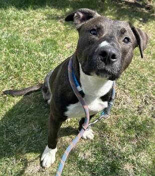 Pit Bull Terrier Dogs Available for Adoption in Dayton, Ohio - MAJOR | PetCurious