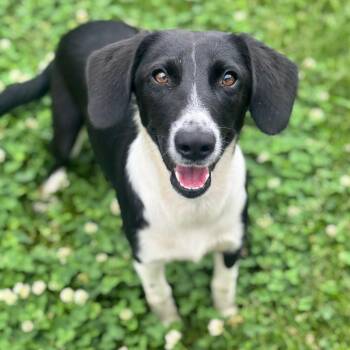 Terrier and Mixed Breed Dogs Available for Adoption in Brownsboro, Alabama - Oaks | PetCurious
