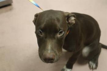 ELLIE -  Mixed Breed Dog for Adoption in Columbia, South Carolina - ELLIE | PetCurious