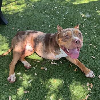 Mixed Breed and English Bulldog Dogs Available for Adoption in Port Charlotte, Florida - Mortticai | PetCurious