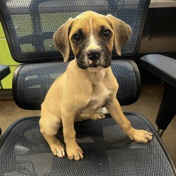 Boxer and Mixed Breed Dogs Available for Adoption in Norman, Oklahoma - Farkle | PetCurious