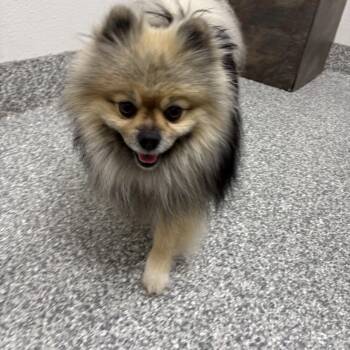 Pomeranian Dogs Available for Adoption in Lakehead, California - Scooby  | PetCurious