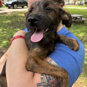 ROCKET -  Chihuahua and Schnauzer Dog for Adoption - ROCKET | PetCurious