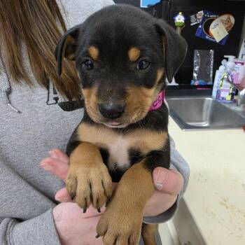 Plum Pudding -  Mixed Breed Dog for Adoption in Ardmore, Oklahoma - Plum Pudding | PetCurious