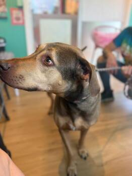 Coonhound and Mixed Breed Dogs Available for Adoption in Sebastian, Florida - Darcy | PetCurious