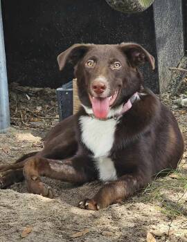 Rescue Australian Shepherd and Mixed Breed Dogs for Adoption in Nokomis, Florida - Cocoa Bean | PetCurious