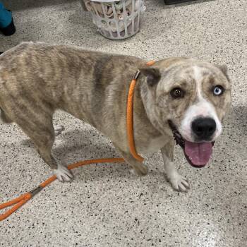 Timothy -  Husky Dog for Adoption in Nashville, Indiana - Timothy | PetCurious