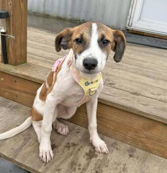 Jack Russell Terrier Dogs Available for Adoption - Ava | PetCurious