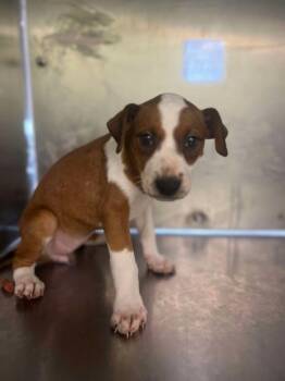 Rescue Terrier and Mixed Breed Dogs for Adoption in Longview, Texas - Gobbles | PetCurious
