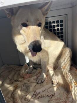 MOIRA -  Mixed Breed Dog for Adoption in Palmetto, Florida - MOIRA | PetCurious