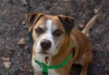 Petey -  Pit Bull Terrier and Siberian Husky Dog for Adoption in Minneapolis, Minnesota - Petey | PetCurious