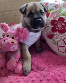 Siberian Husky and Mixed Breed Dogs Available for Adoption - VALENTINA | PetCurious