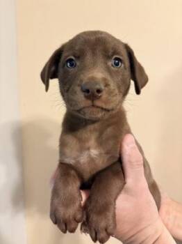 Labrador Retriever and Mixed Breed Dogs Available for Adoption in Morton Grove, Illinois - Xena | PetCurious